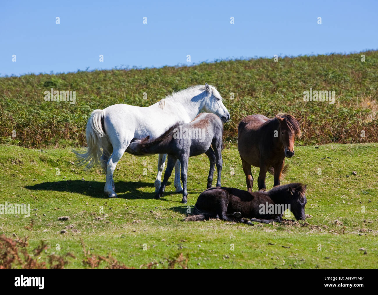Les jeunes nichons de poulain dans un groupe de poneys Dartmoor Dartmoor en plein été England UK Banque D'Images