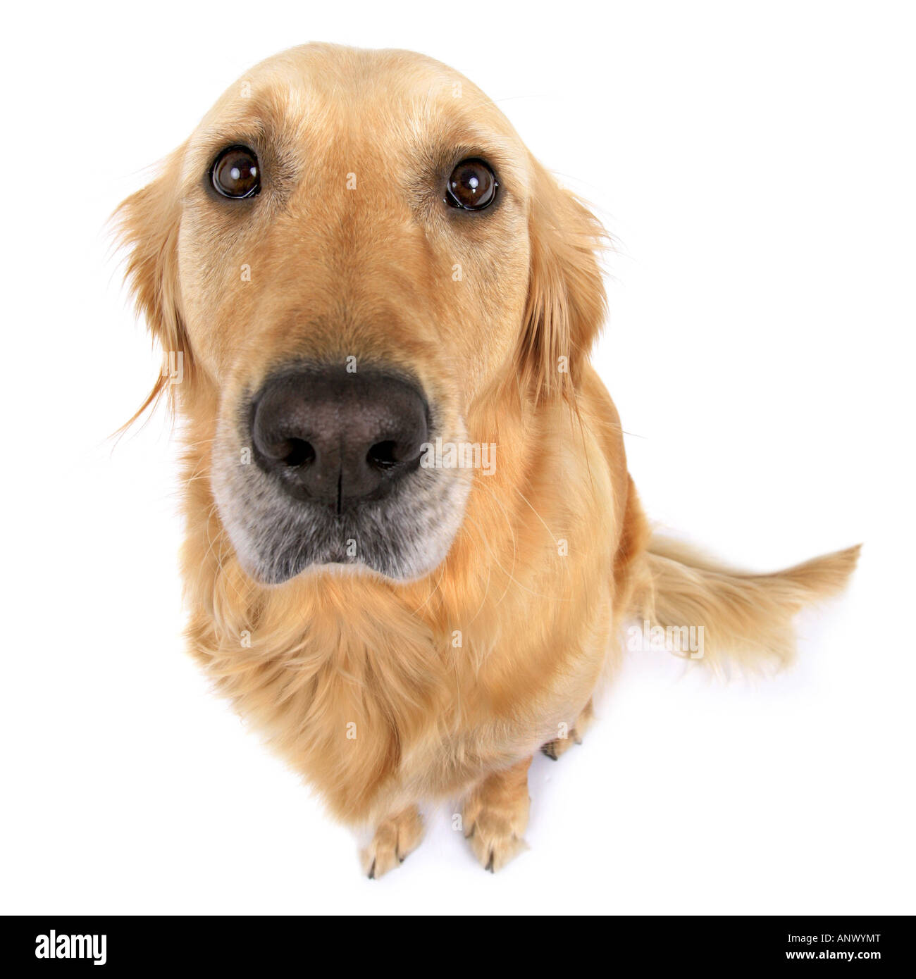 Golden Retriever (Canis lupus f. familiaris), portrait Banque D'Images