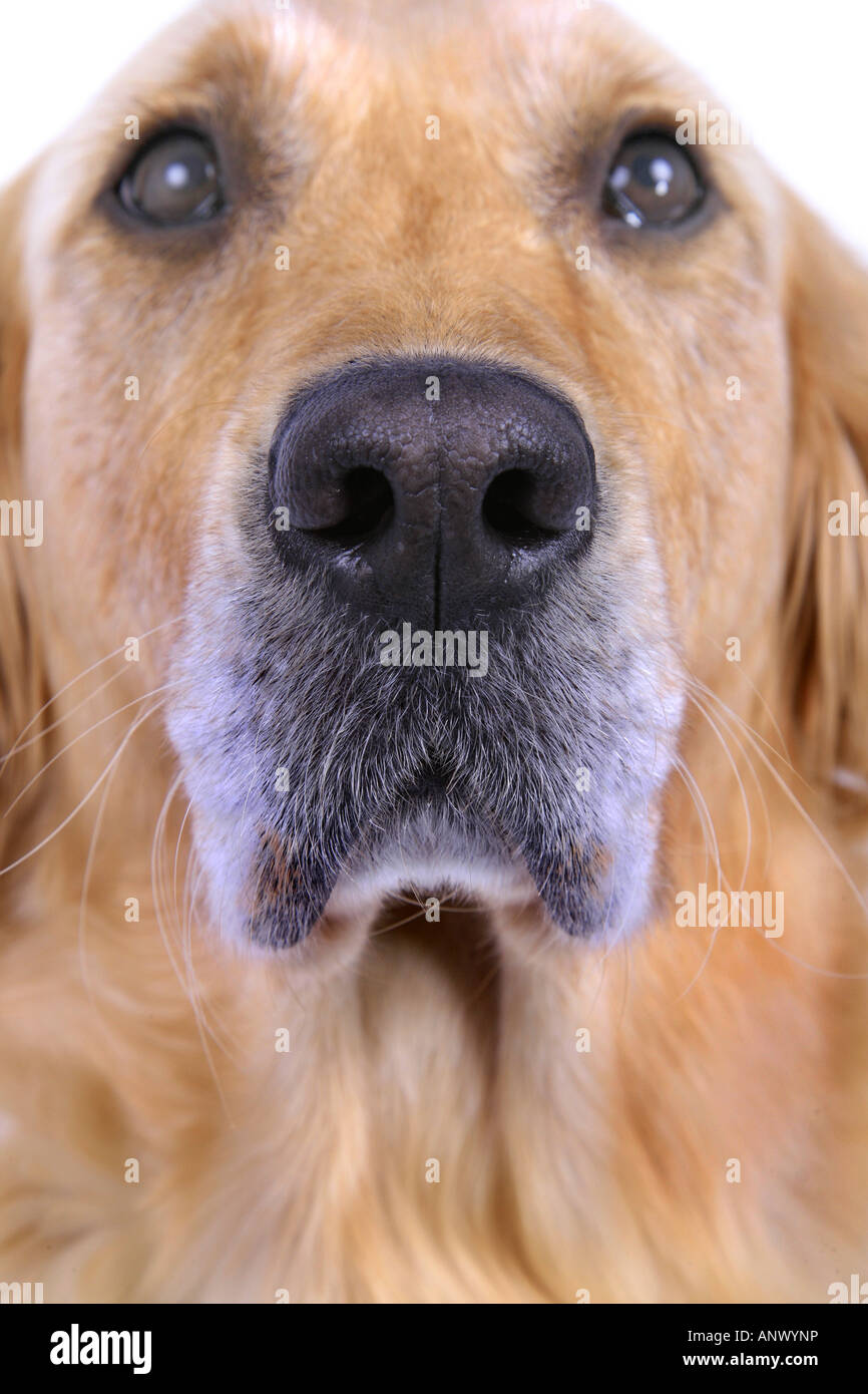 Golden Retriever (Canis lupus f. familiaris), portrait Banque D'Images
