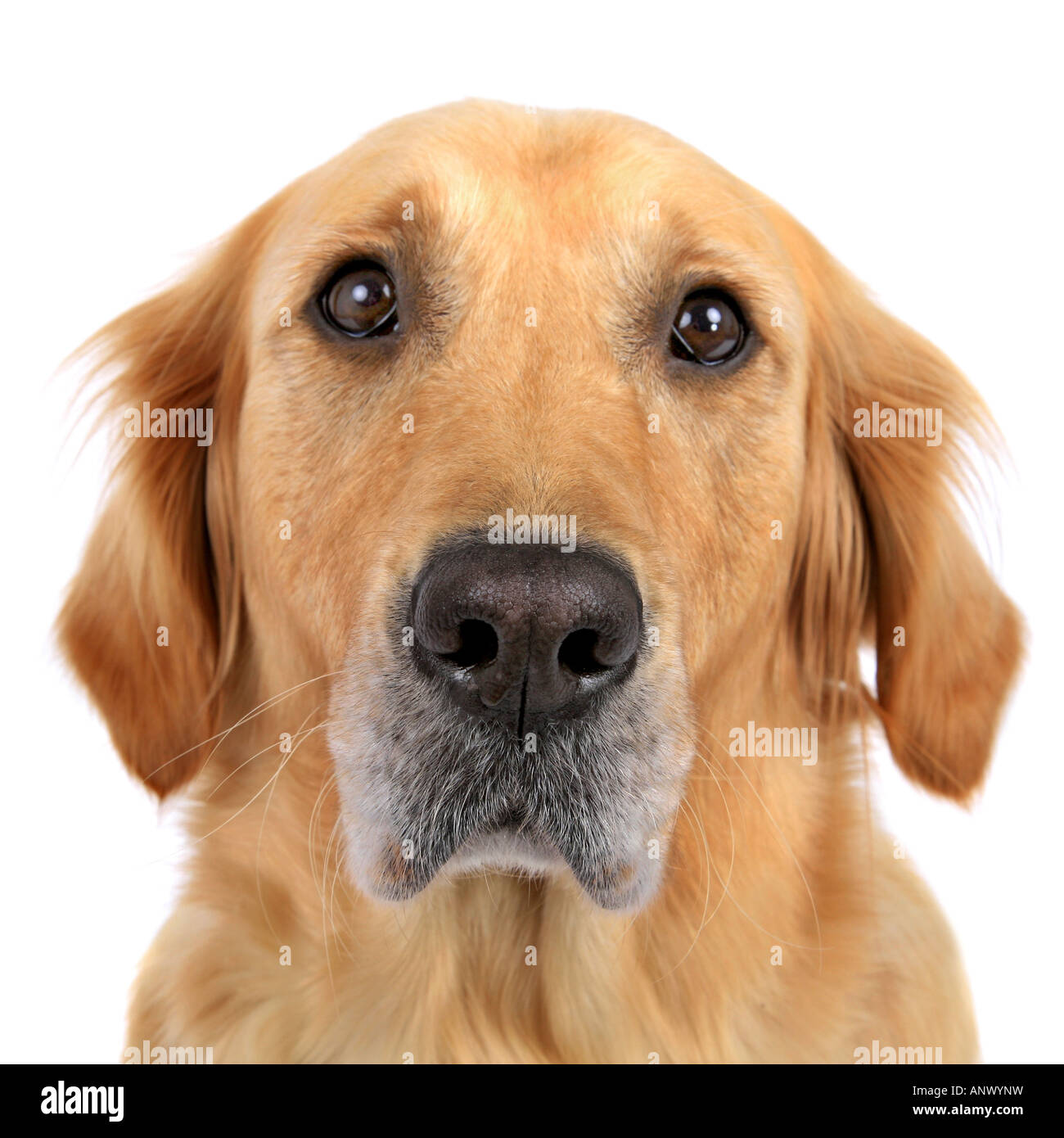 Golden Retriever (Canis lupus f. familiaris), portrait Banque D'Images