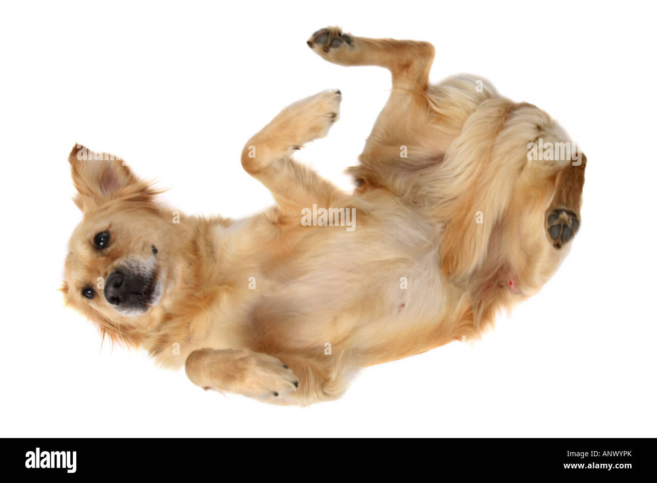 Golden Retriever (Canis lupus f. familiaris), allongé sur le dos Banque D'Images