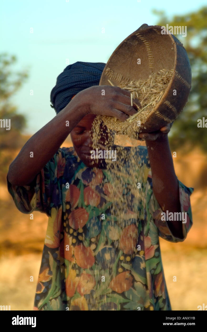 Afrique, Mali, femme Dogon grain de tri dans le village d'Idjeli Banque D'Images