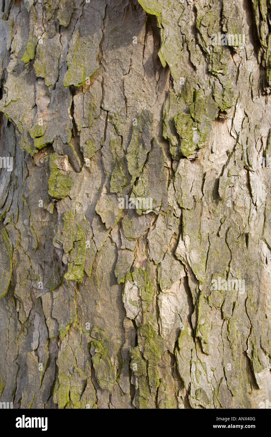 L'écorce écorce Rinde cortex peeling peau d'arbre en bois bois stilllife encore Banque D'Images