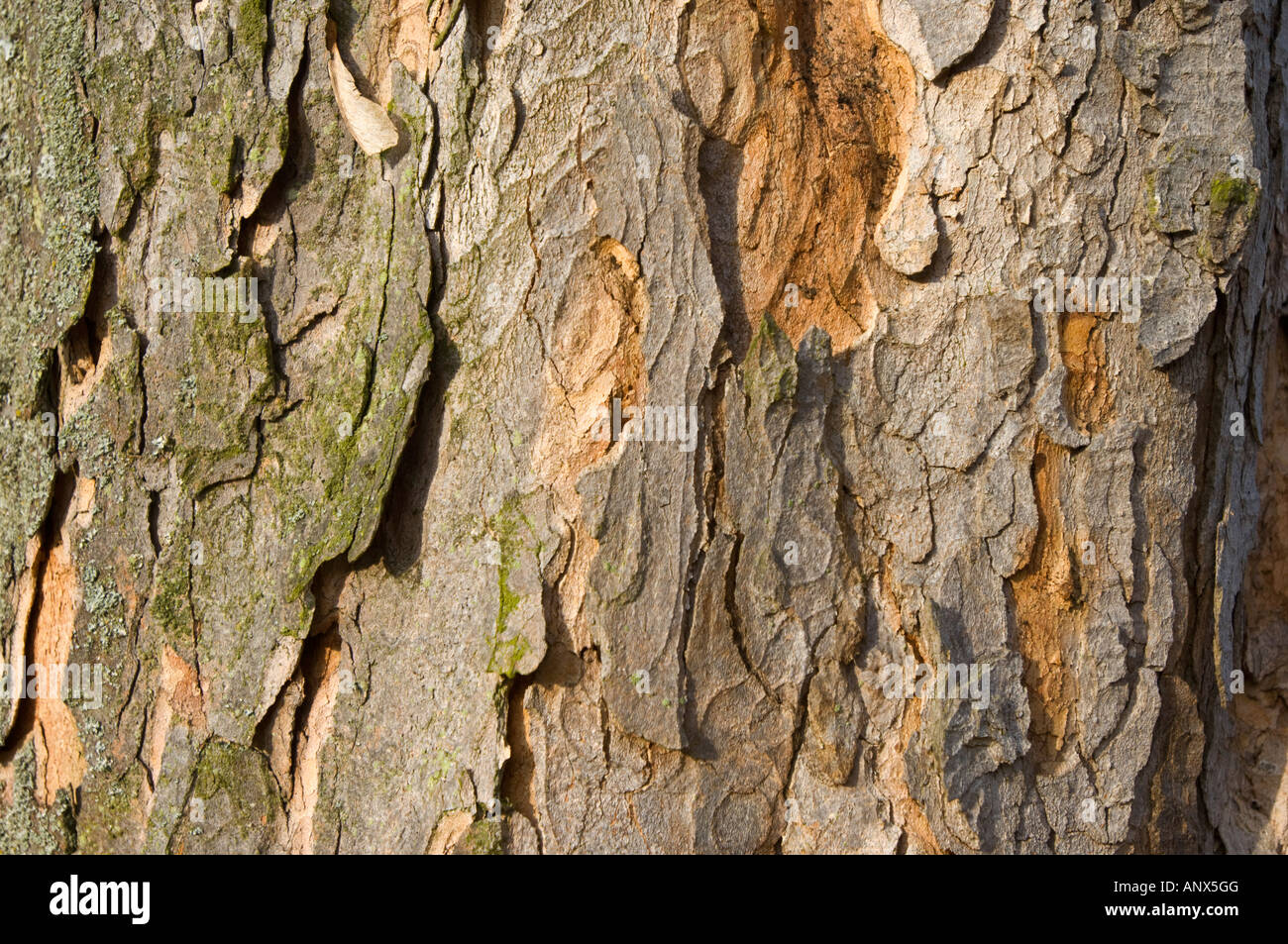 L'écorce écorce Rinde cortex peeling peau d'arbre en bois bois stilllife encore Banque D'Images