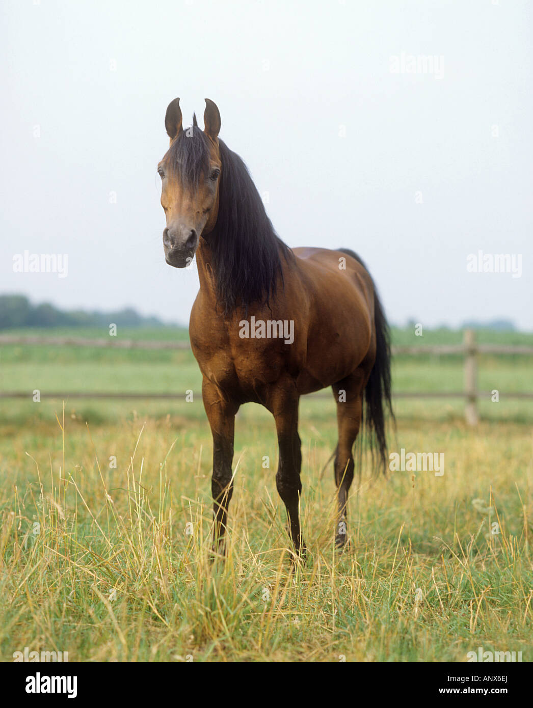 L'asil cheval arabe - standing on meadow Banque D'Images