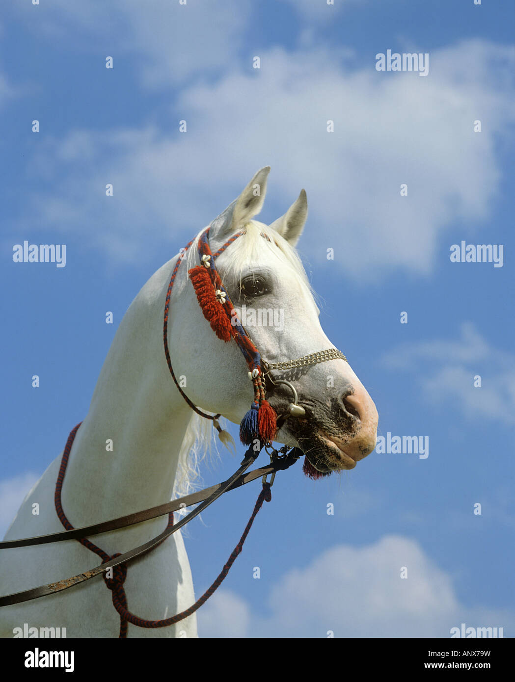 L'asil cheval arabe - portrait Banque D'Images