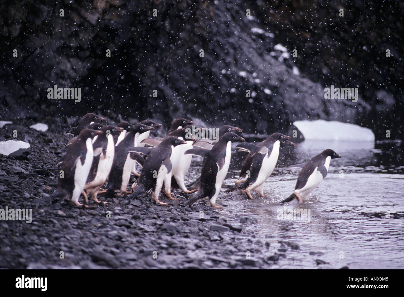 Les manchots Adélie (Pygoscelis adeliae) prendre la mer dans une tempête de neige. Péninsule Antarctique Banque D'Images