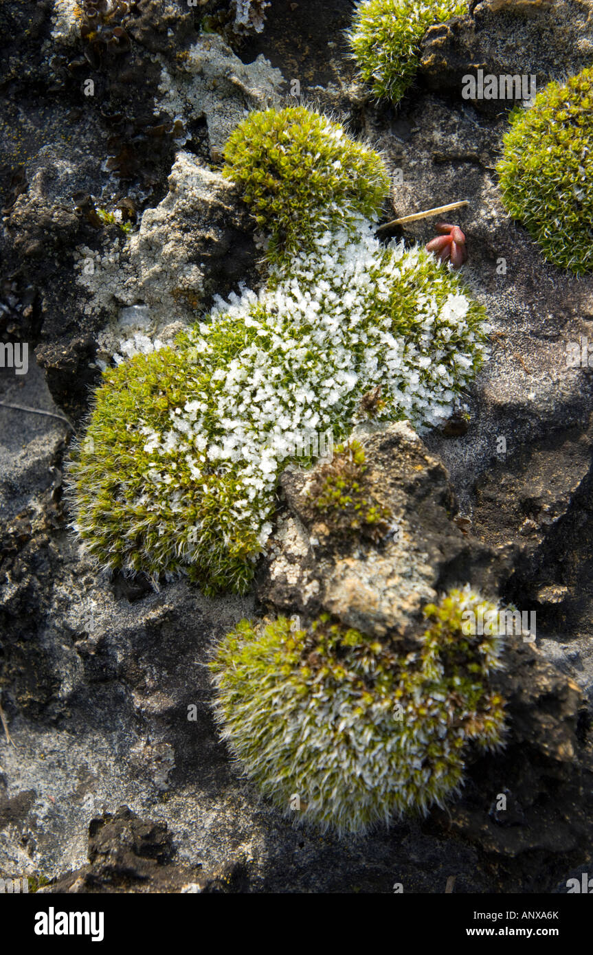 Mousse verte sur pierre hiver glacial hiver parasite glace neige gel congelés Banque D'Images