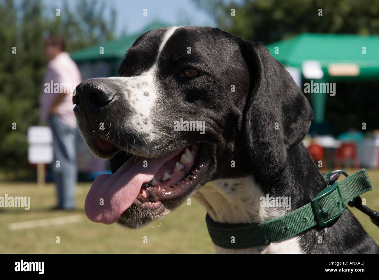 Stock Photo De La Tête Dun Noir Et Blanc Chien Pointer