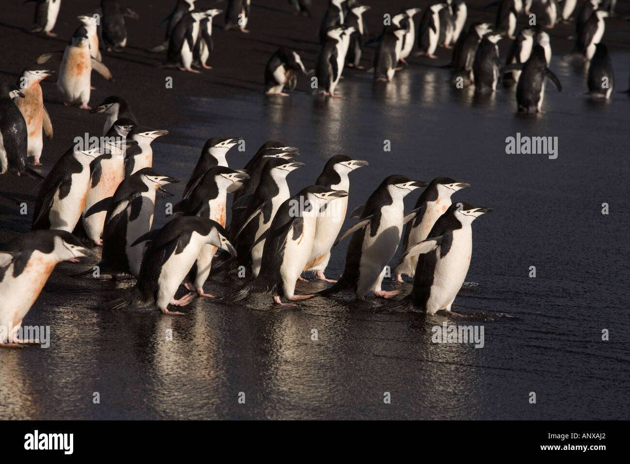 Des centaines de manchots à jugulaire entrez le surf sur la plage de sable volcanique noir Bailey Head Banque D'Images