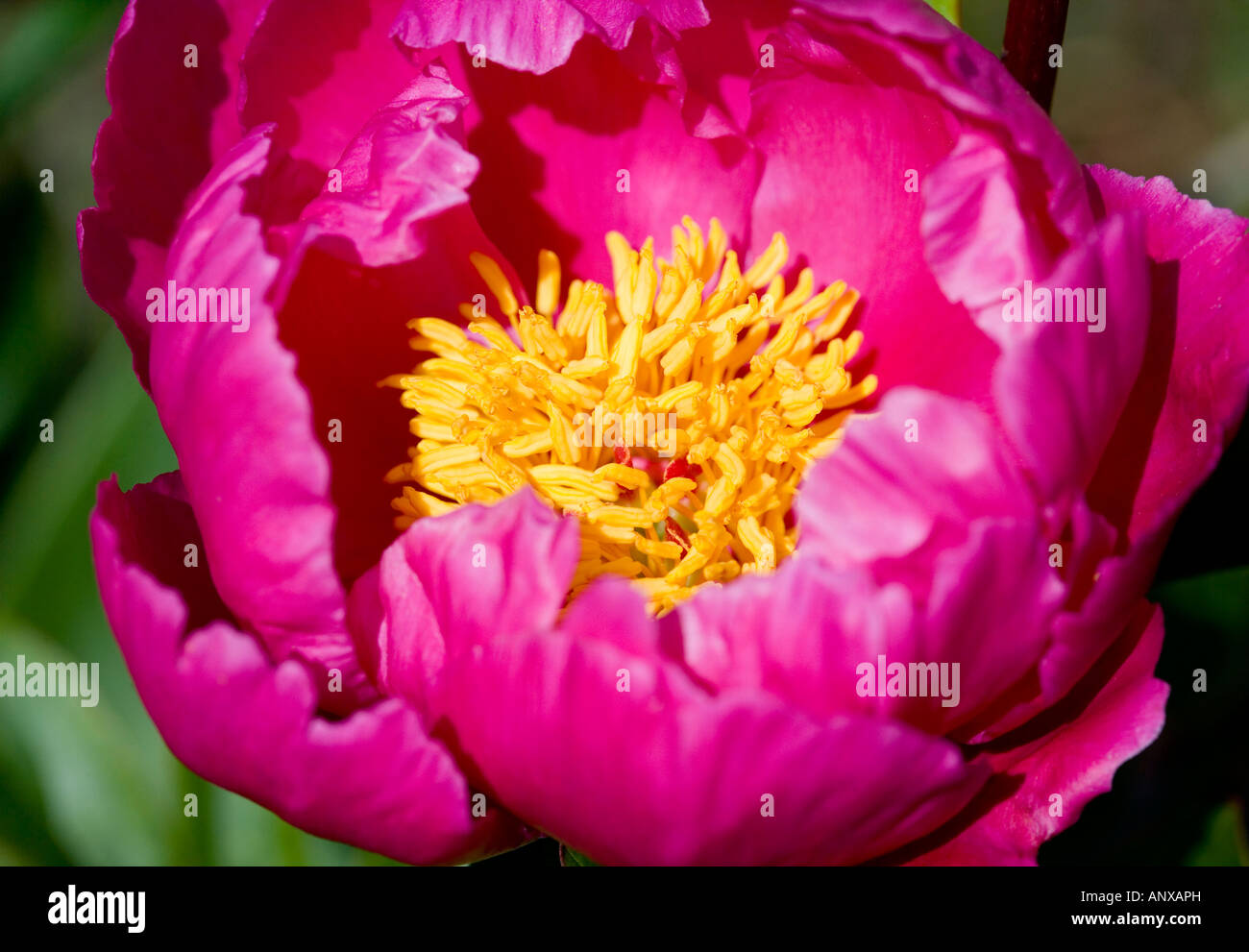 Close up of pink peony flower ouverture Banque D'Images