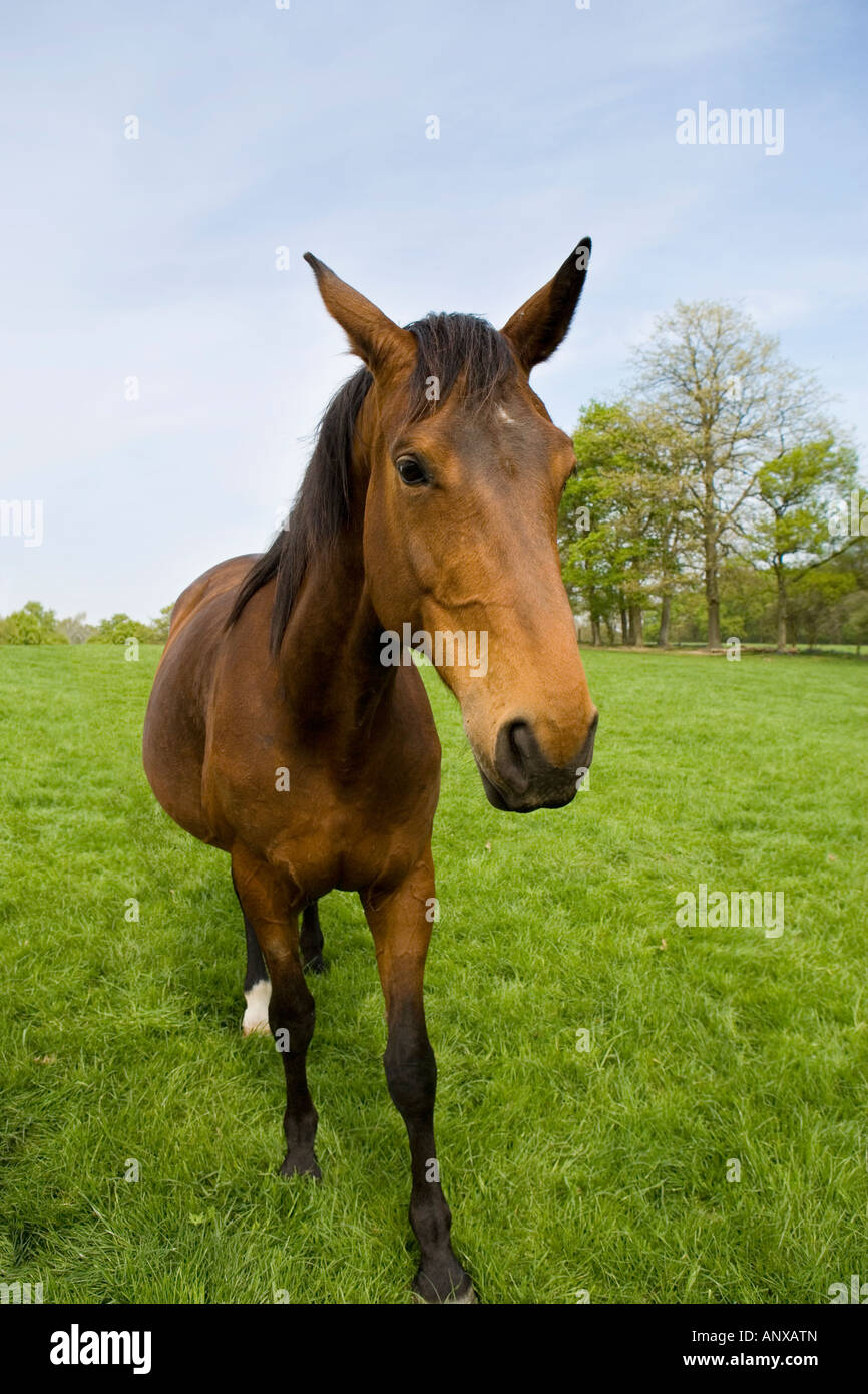 Une baie Cheval poney dans un champ Banque D'Images