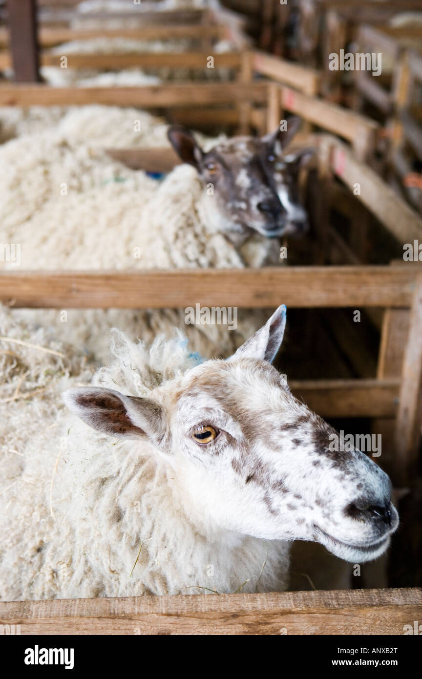 Moutons Brebis debout dans des stylos dans une grange pendant la saison d'agnelage Banque D'Images