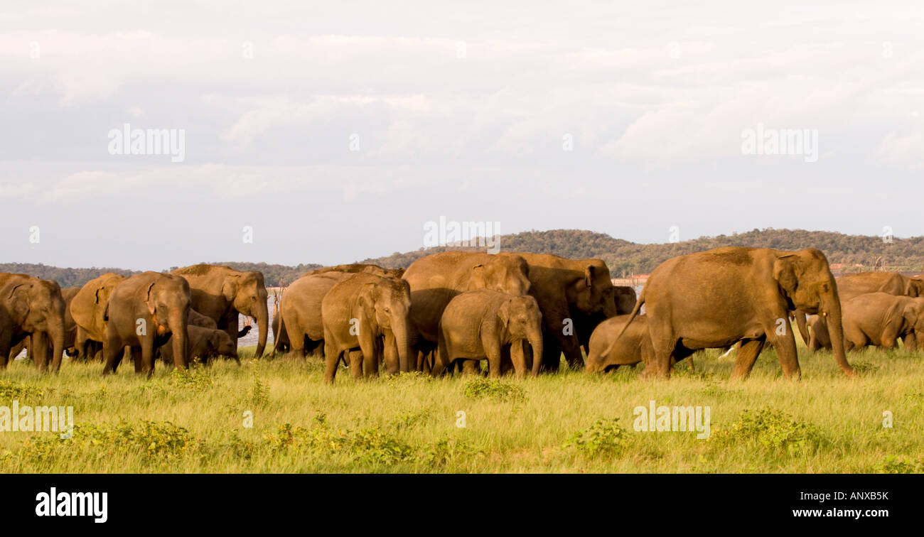 Le rassemblement des éléphants au Parc National Minneriya et Kaudulla à Sri Lanka. Banque D'Images