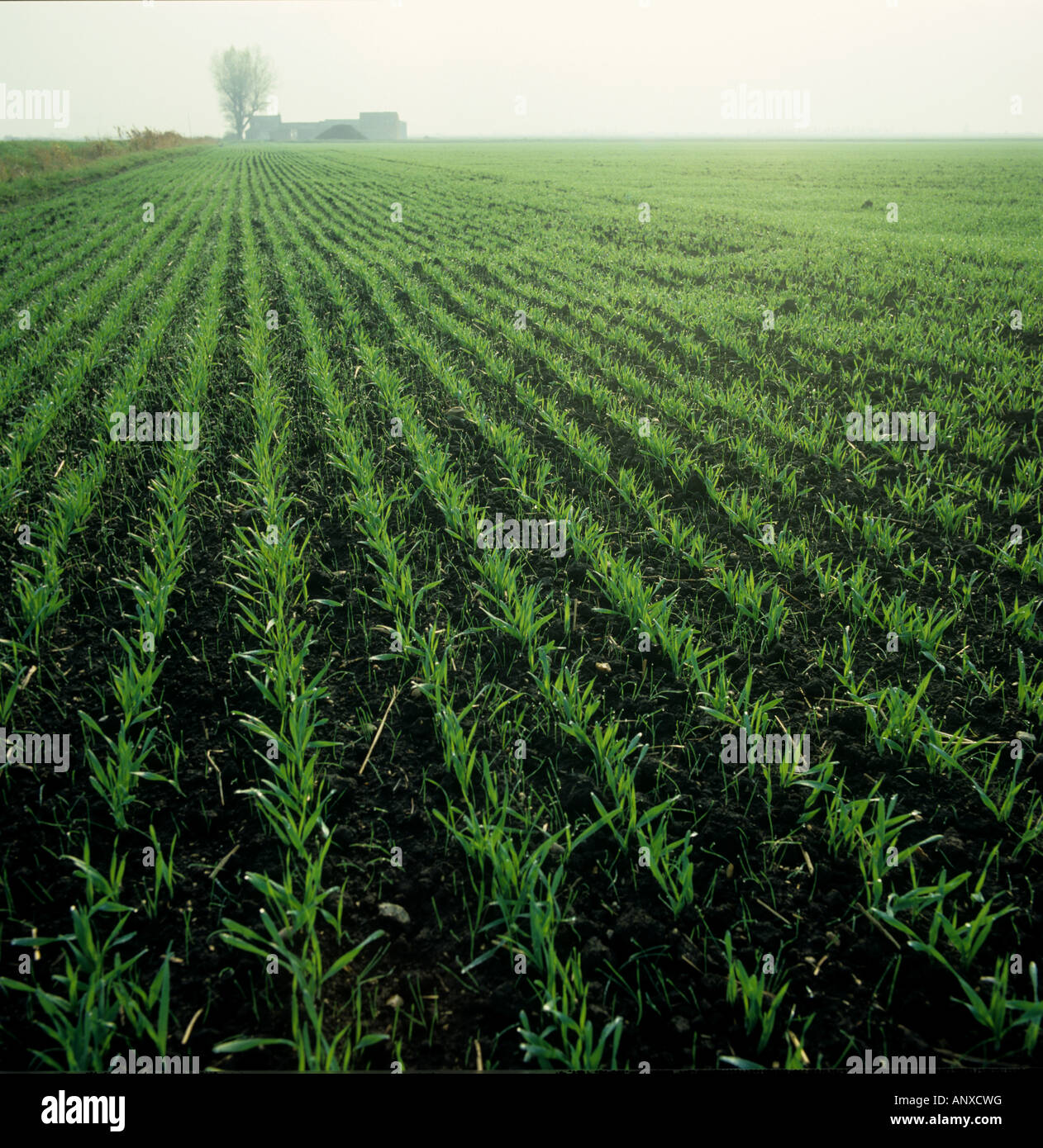 Alopecurus myosuroides Blackgrass arables des semis de graminées adventices émergentes dans un jeune de la récolte d'orge Banque D'Images