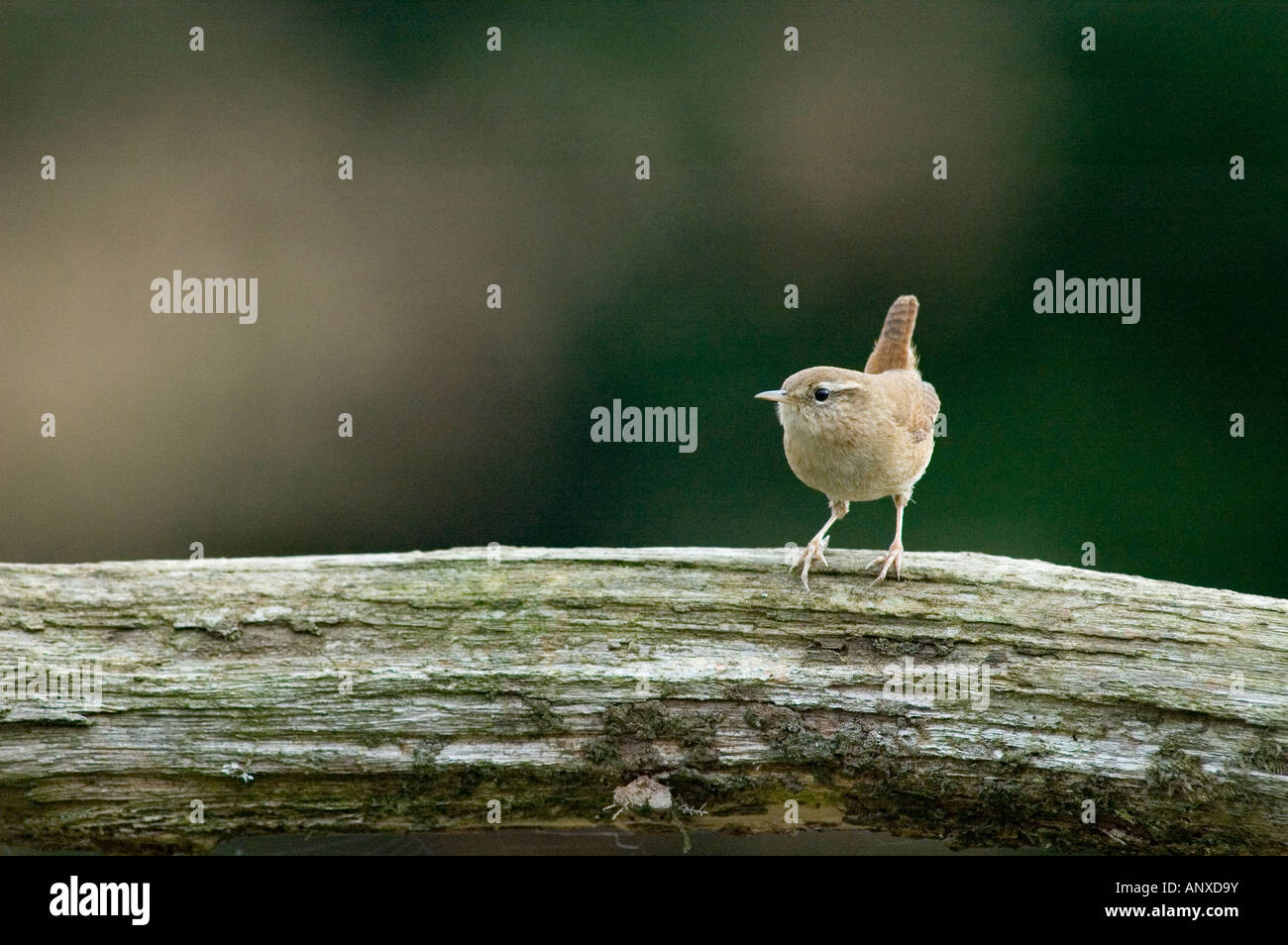 Le Troglodyte mignon (Troglodytes troglodytes) au Royaume-Uni Banque D'Images