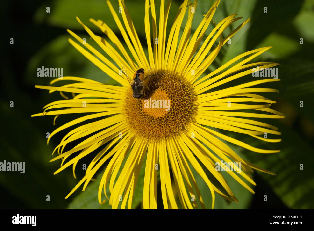 Fleur jaune avec une abeille Banque D'Images