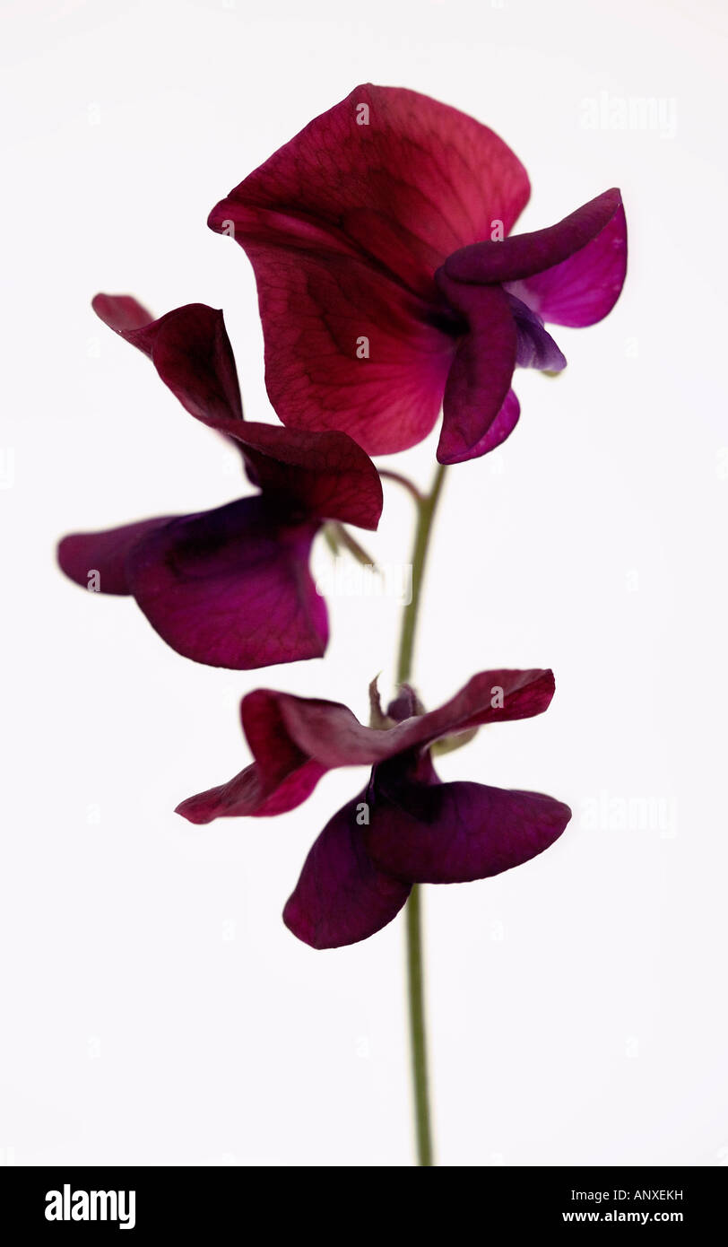 Une simple tige de pois sucré Banque D'Images