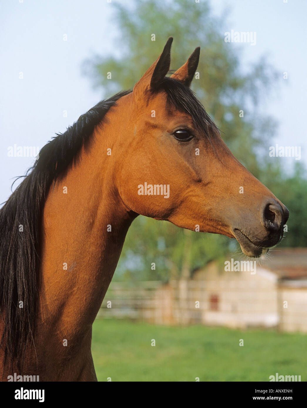 Cheval Arabe - portrait Banque D'Images