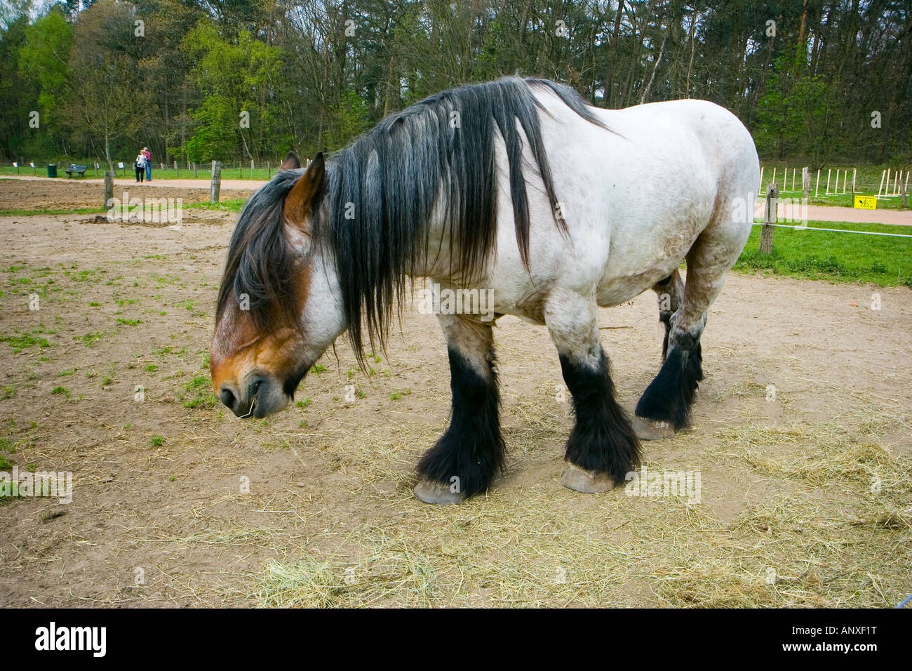 Cheval belge sur la plage, Pays-Bas Néerlandais Banque D'Images