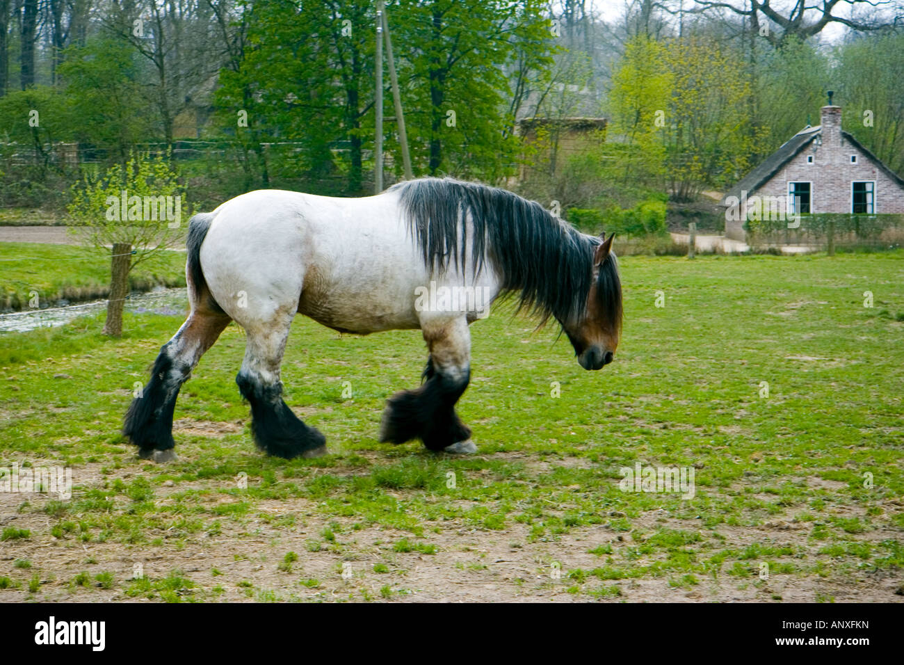 Cheval belge sur la plage, Pays-Bas Néerlandais Banque D'Images