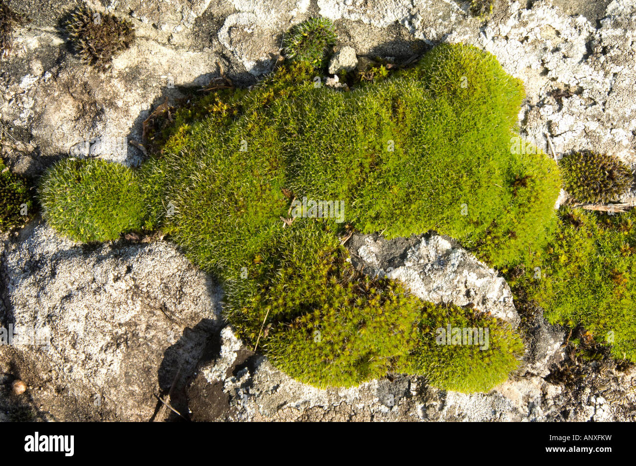Mousse verte sur l'arbre branche Branche Branche perche noeud printemps hiver parasite Banque D'Images