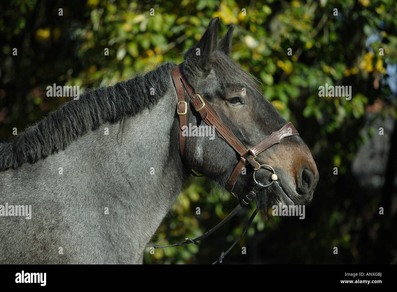 Brabant Flamand - portrait Banque D'Images