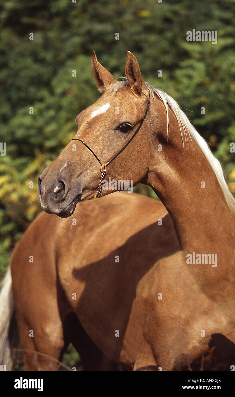 Akhal-Teke - portrait Banque D'Images