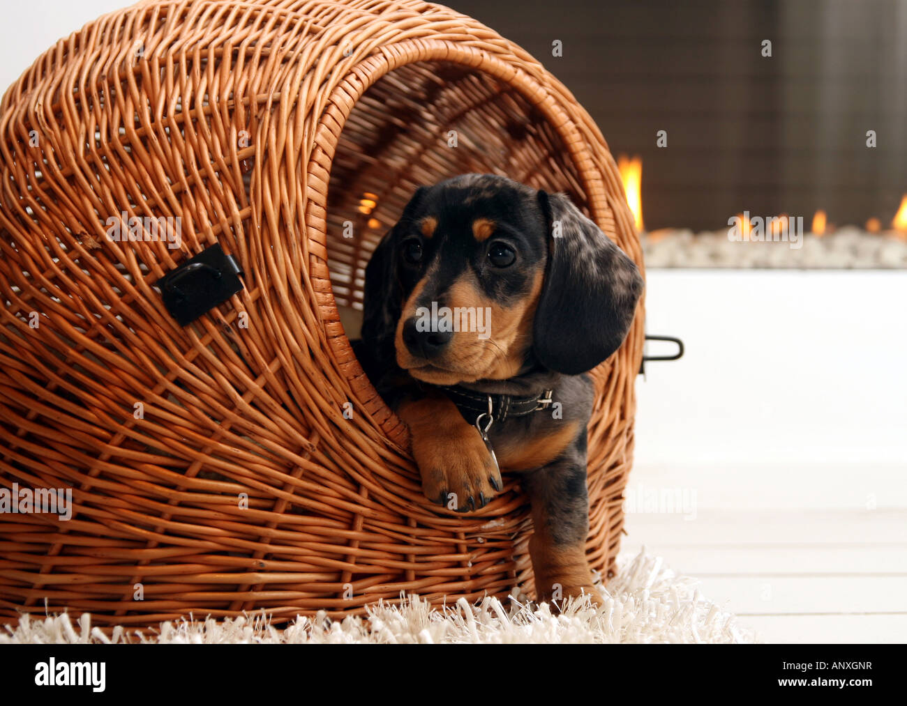 Teckel miniature - ou wiener chien/chien saucisse - sur le point de quitter son panier Banque D'Images