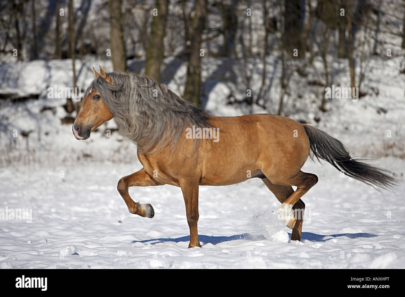 Cheval andalou - trotting dans la neige Banque D'Images