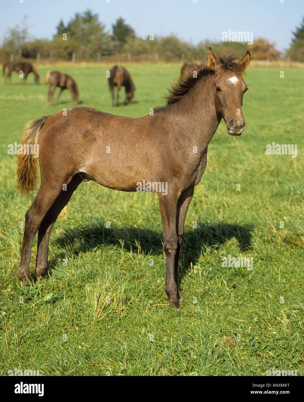 Cheval Arabe - poulain standing on meadow Banque D'Images