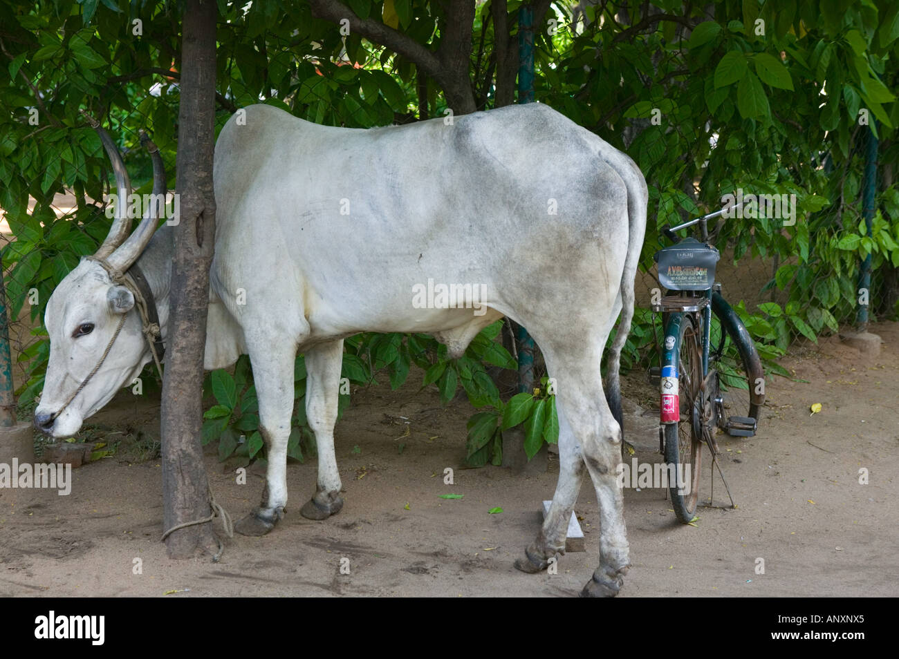 L'INDE, le Tamil Nadu, Chennai : AVM Film Studios, Stunt vache sacrée Banque D'Images