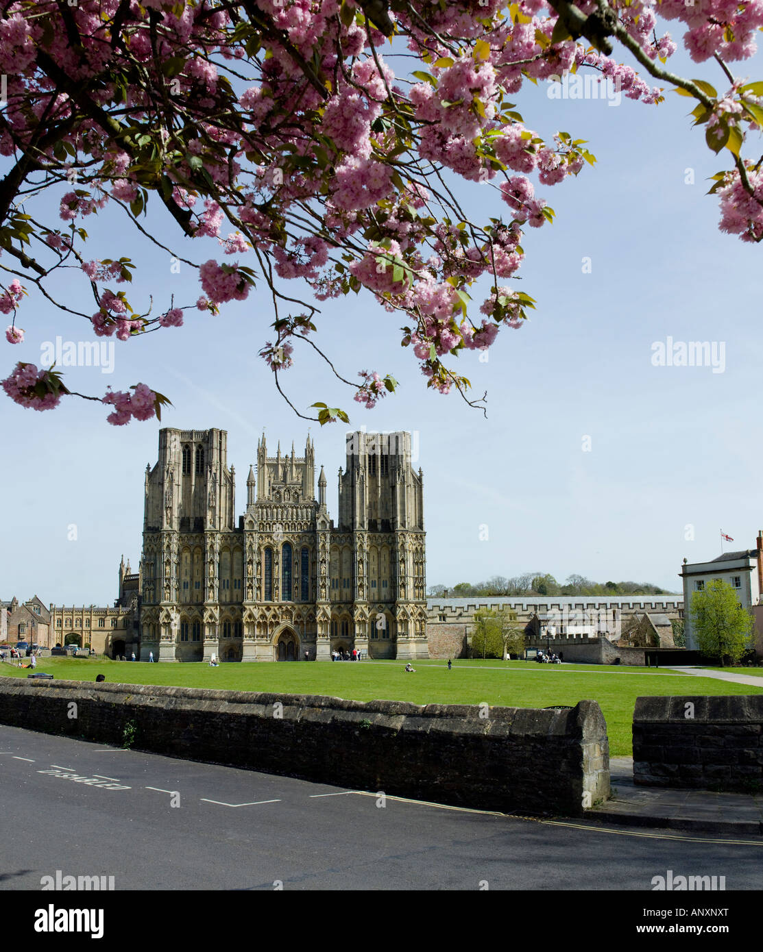 WELLS CATHEDRAL ET CHERRY BLOSSOM WELLS SOMERSET WEST COUNTRY ENGLAND UK Banque D'Images