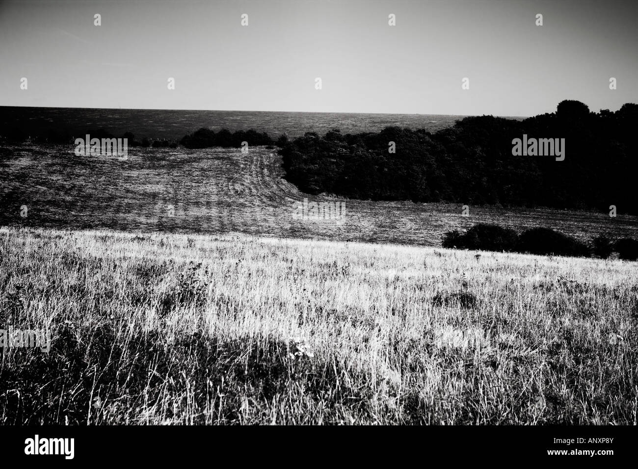Photographie noir et blanc photographie de paysage - South Downs Sussex England UK Banque D'Images