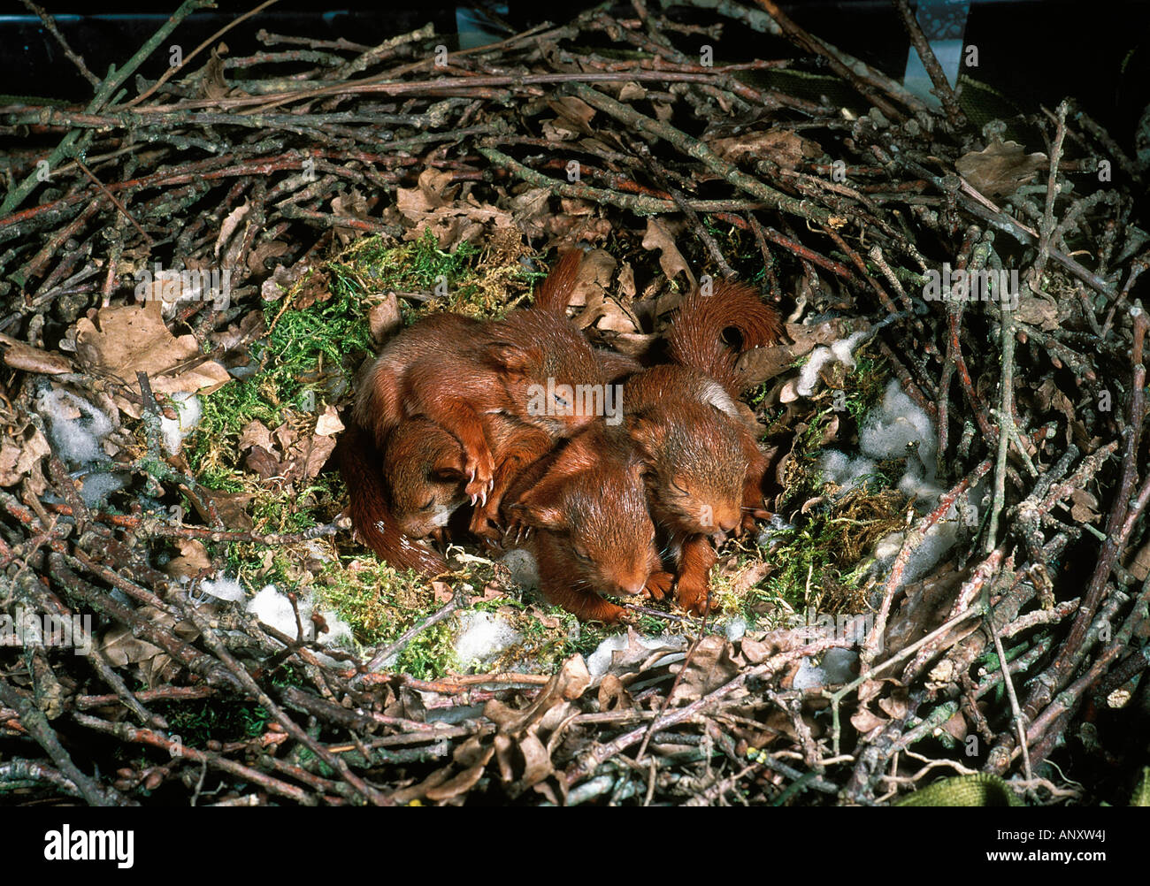 Ecureuil roux sciurus vulgaris les jeunes au nid Photo Stock Alamy