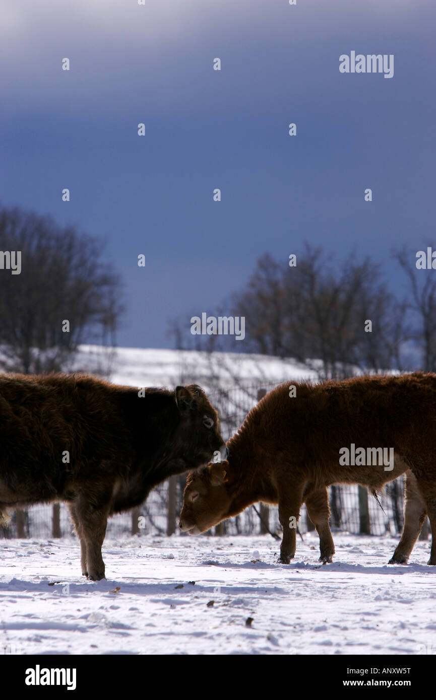 Vaches dans la neige dans la ville de La Hiruela, près de Madrid, Espagne Banque D'Images