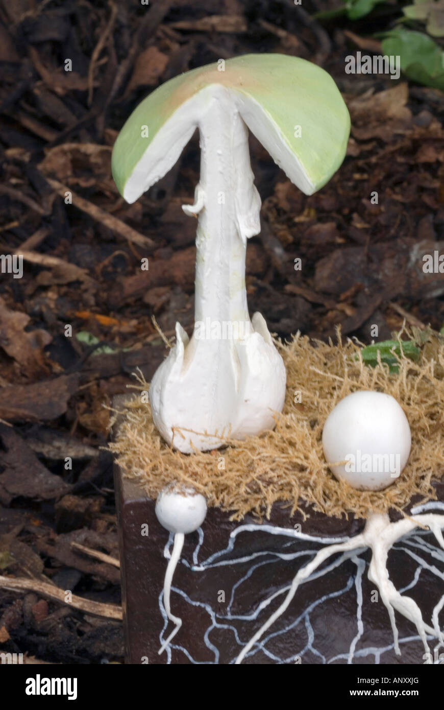 Amanita phalloides (décès Cap Toadstool) modèle artificiel souterrain montre la croissance des racines, de l'habitude. La plupart des champignons toxiques killer Banque D'Images