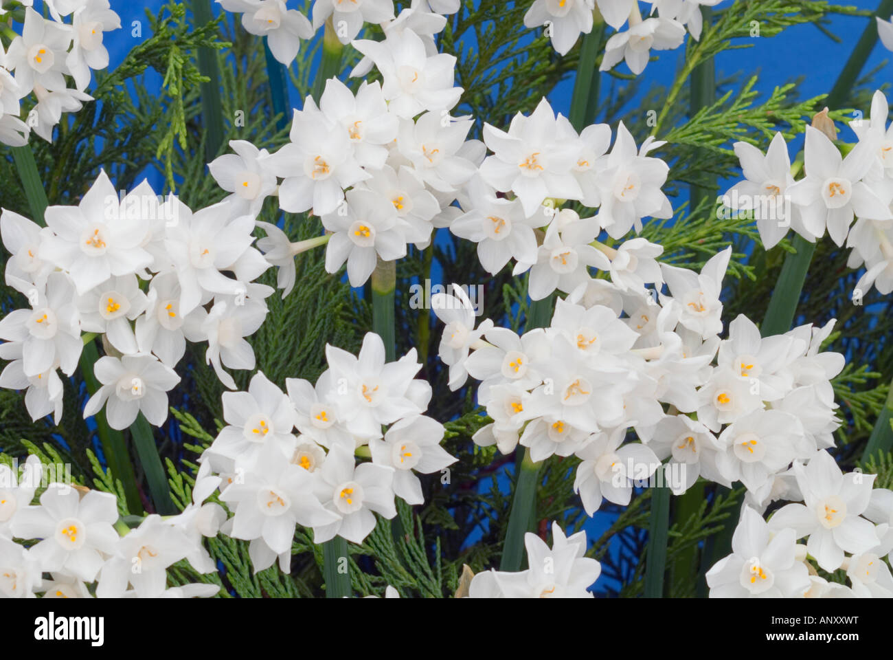 Narcissus papyraceus 'Paperwhite' paperwhites Division de la jonquille 13  espèces bulbes fleuris avec de nombreuses fleurs odorantes blanc printemps  forcer Photo Stock - Alamy