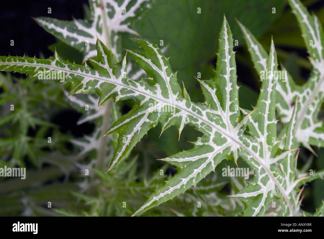 Galactites tomentosa (chardon panaché) feuilles piquantes Banque D'Images