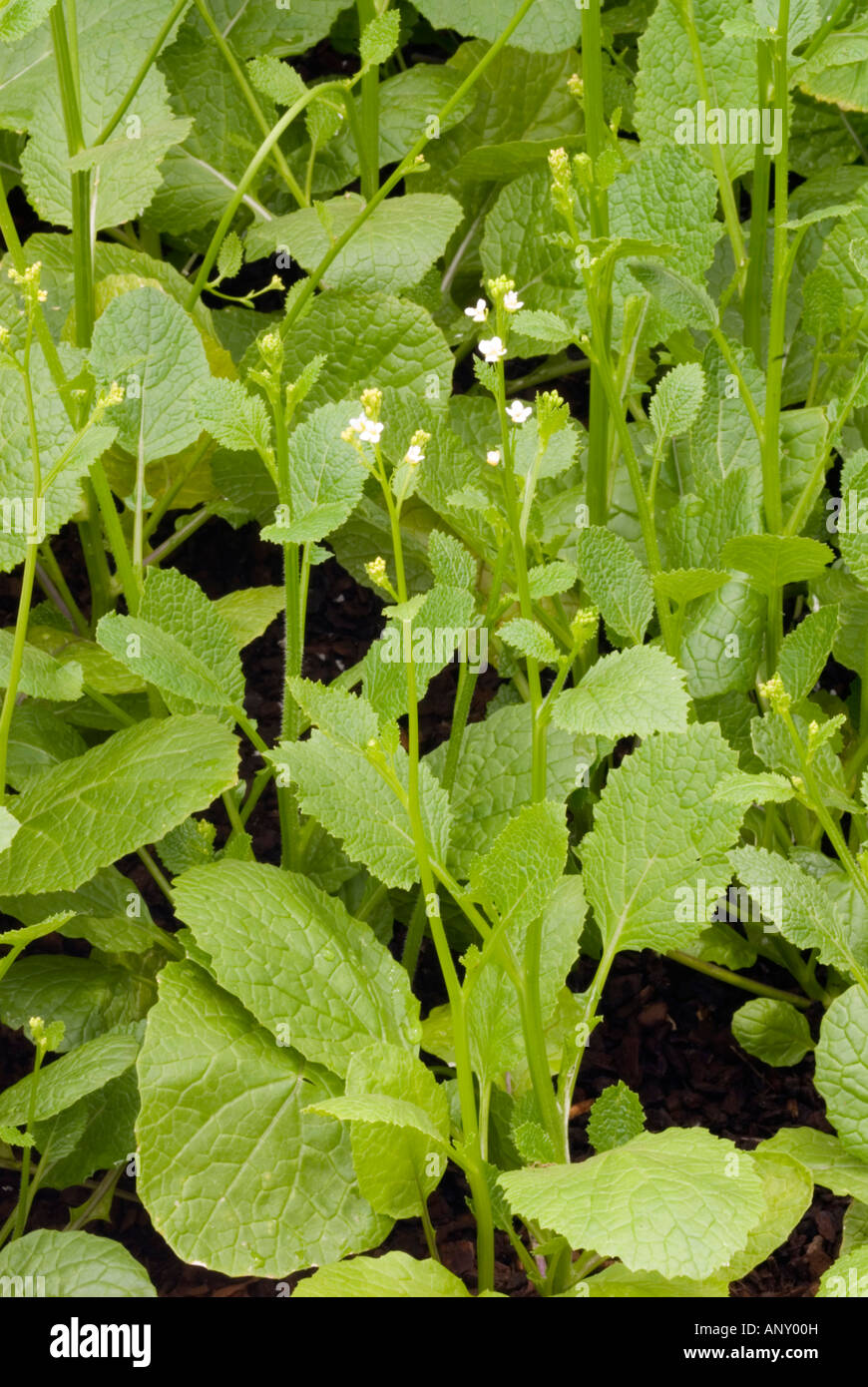 Crambe abyssinica, de plus en plus source d'huile végétale de la biomasse (acide érucique) pour les lubrifiants industriels, isolation électrique, plastiques Banque D'Images