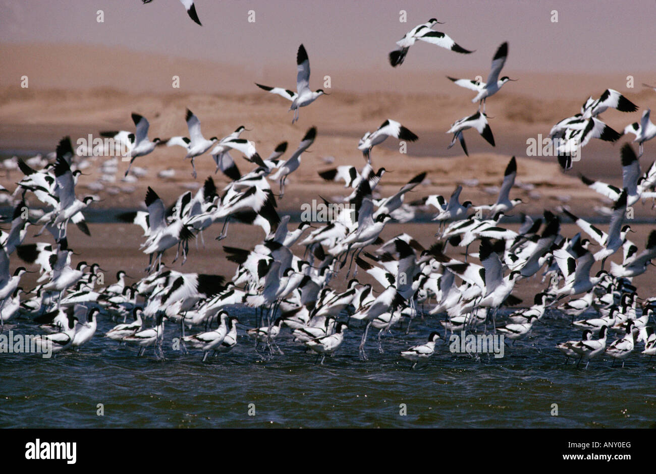 Avocette élégante Recurvirostra avosetta Europa Europe animal adulte en mouvement des animaux oiseaux animaux oiseaux volant format horizontal en Namibie Banque D'Images