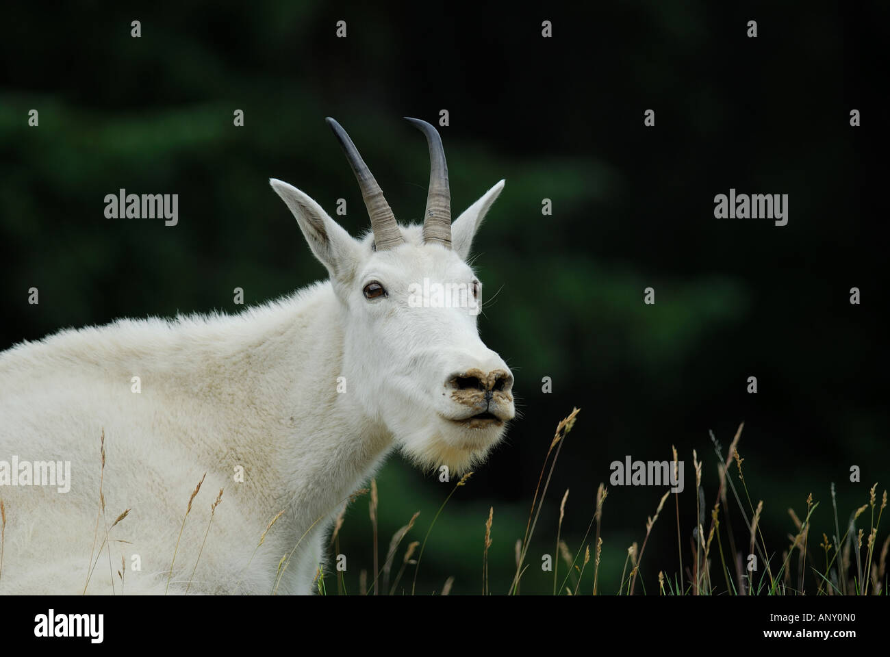 La Chèvre de montagne portrait d'été Banque D'Images