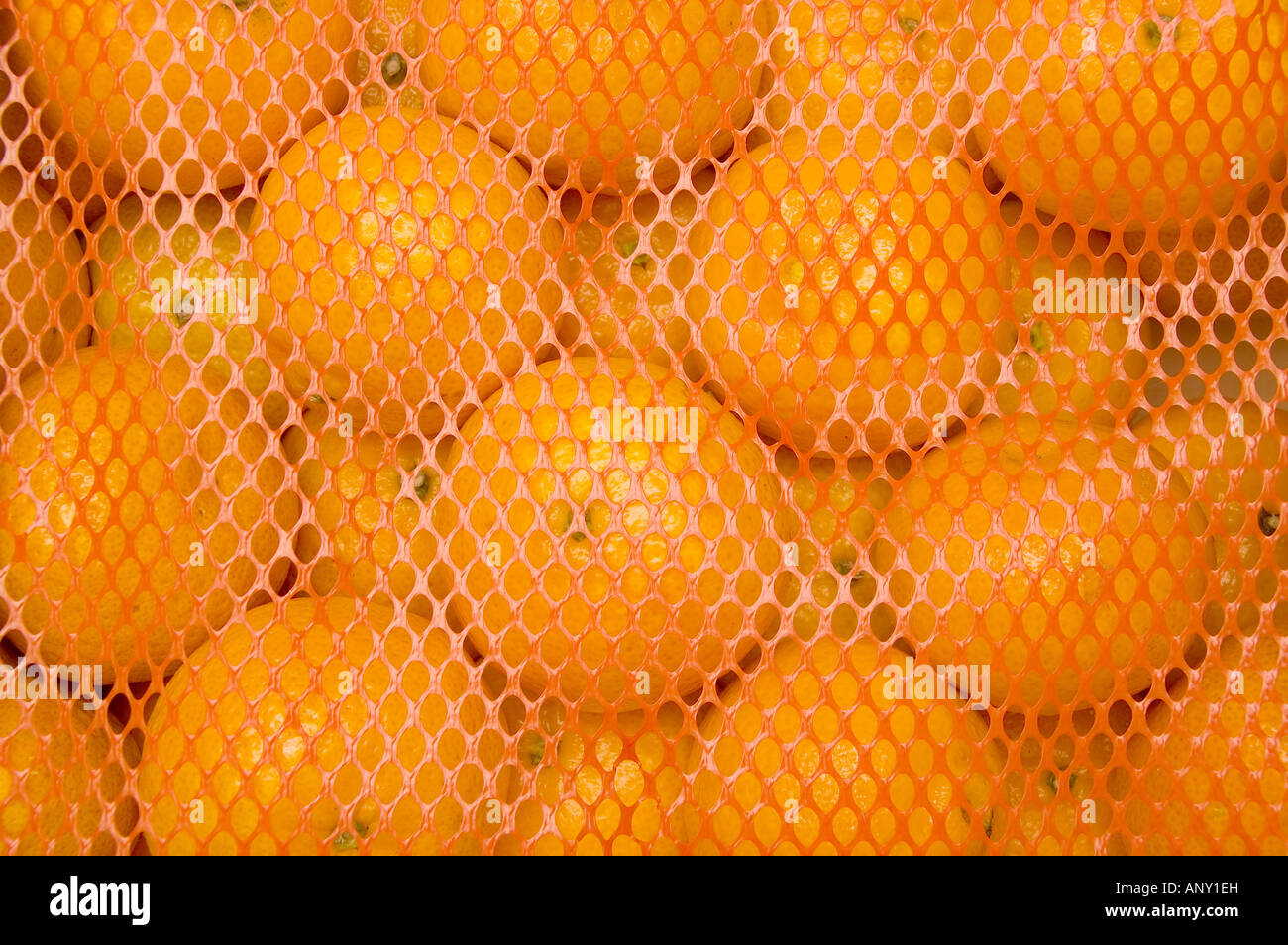 Oranges clémentines Banque D'Images