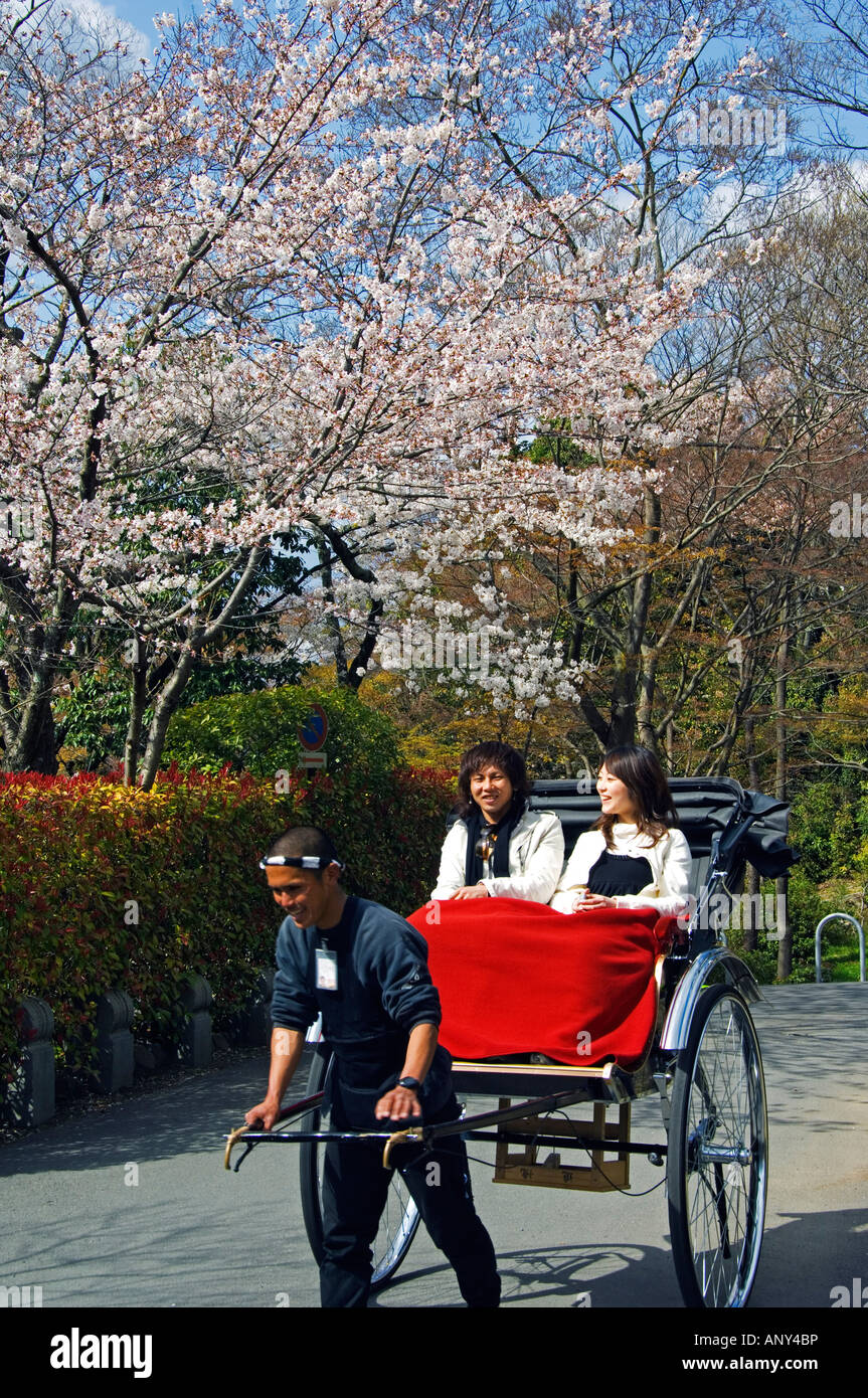 Le Japon, l'île de Honshu, préfecture de Kyoto, la ville de Kyoto. Un conducteur de pousse-pousse en tenant les touristes à regarder cherry blossom in parc Maruyama. Banque D'Images