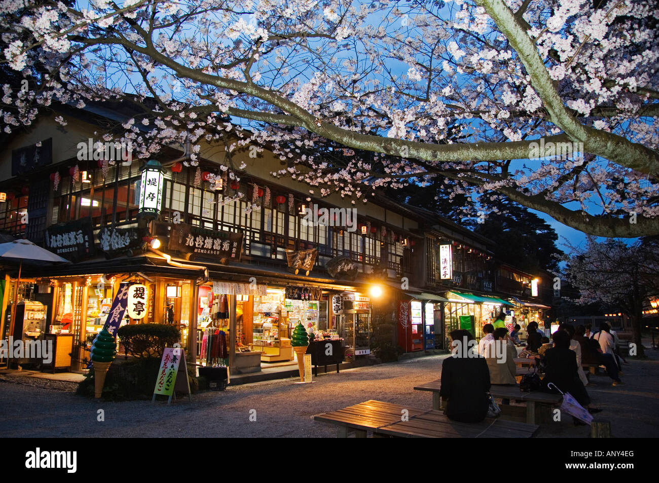 Le Japon, l'île de Honshu, la Préfecture d'Ishikawa, la ville de Kanazawa. Fleur de cerisier dans le jardin Kenrokuen. Banque D'Images