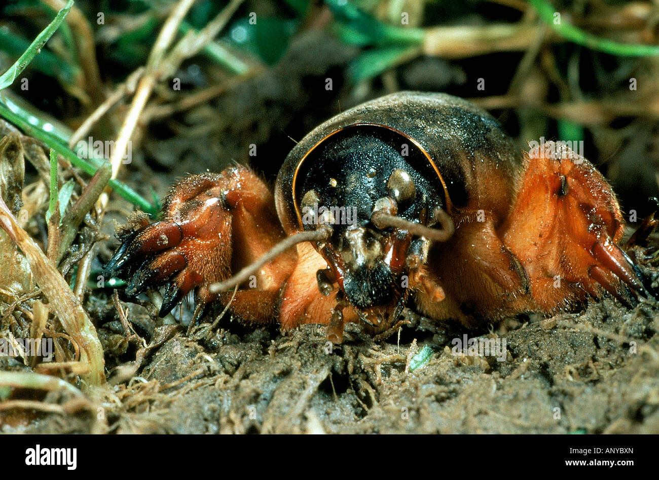 COURTILLIERE Gryllotalpa gryllotalpa Europe France ANIMAL INSECTE ...