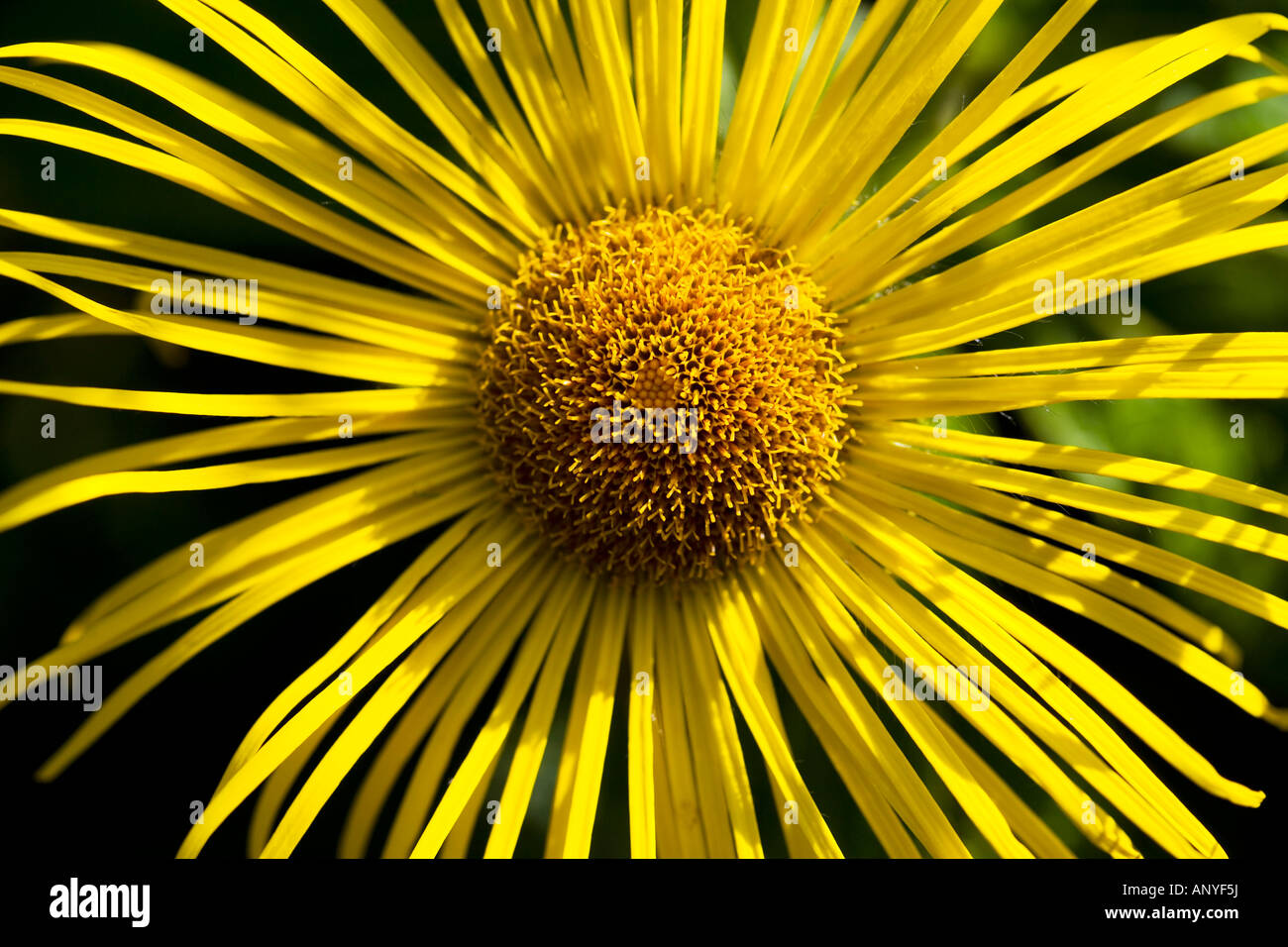 Fleur jaune Banque D'Images