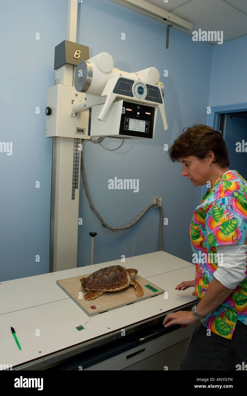 Contrôles vétérinaires une tortue en bonne santé Banque D'Images