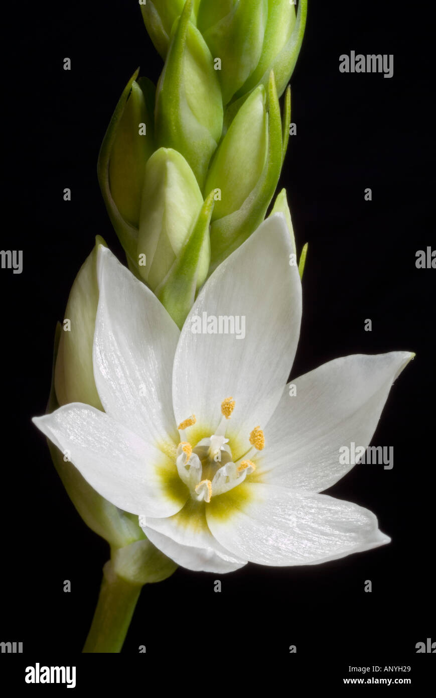 Tête de profil d'une grande longévité de l'ampoule de floraison d'été Chincherinchee macro close up Banque D'Images