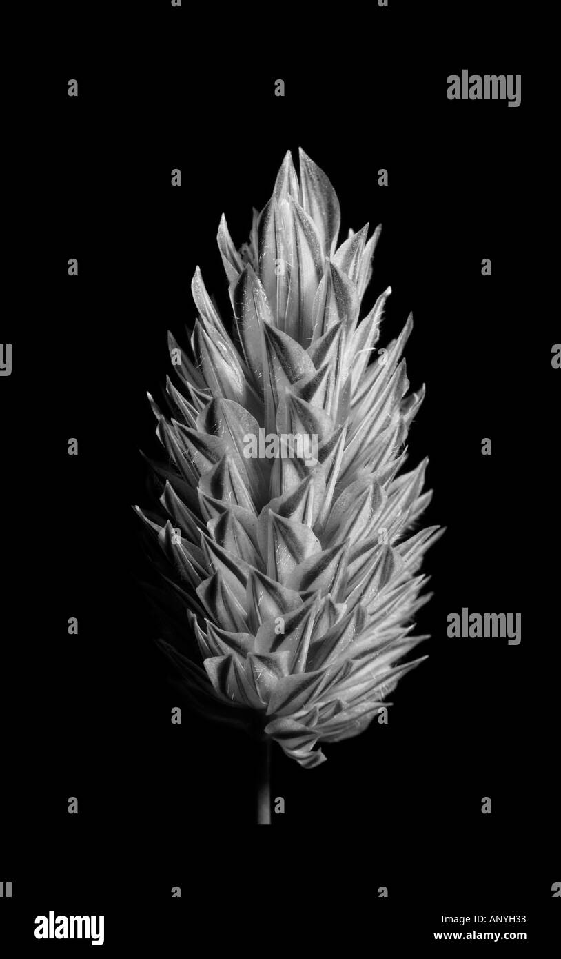 Tête de semences de graminées en gros plan sur fond noir (noir et blanc) Banque D'Images